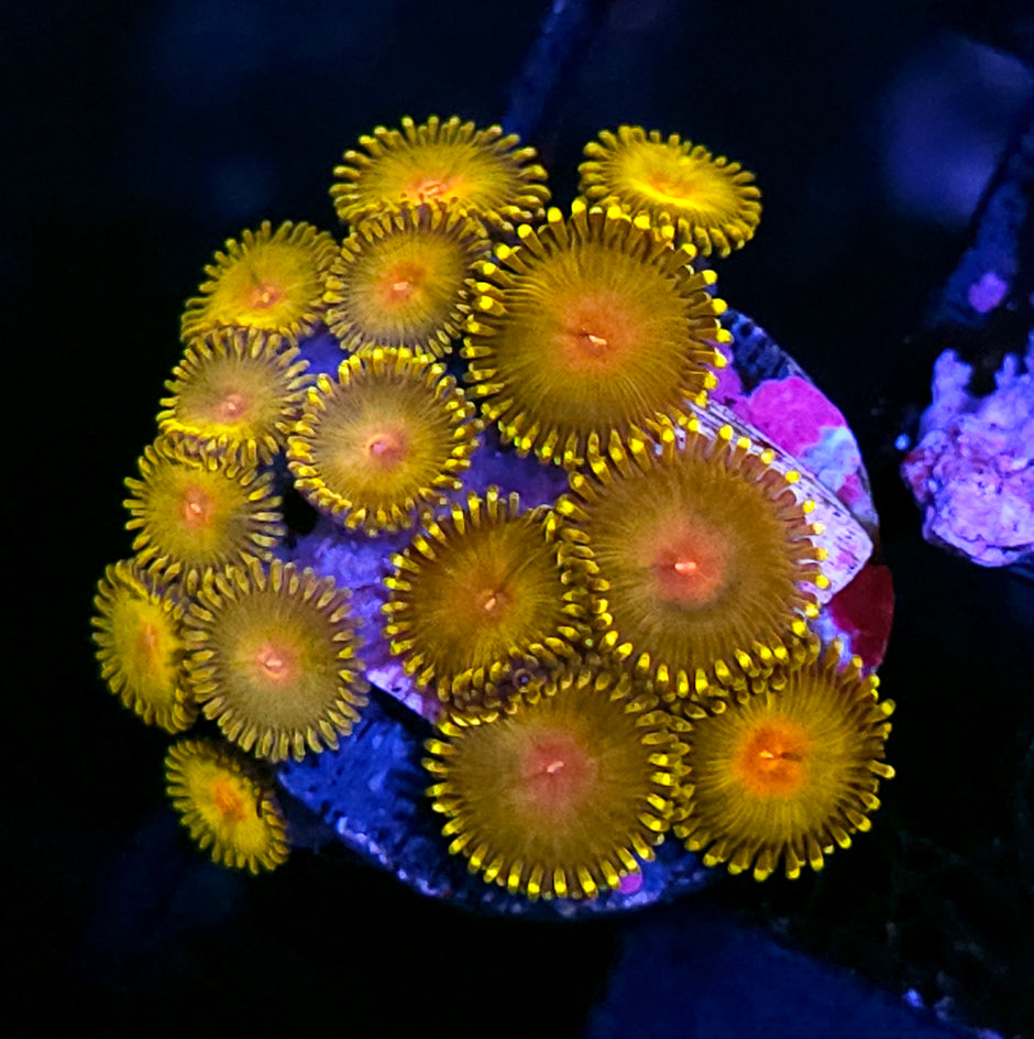 HF Molotov Cocktail Zoas