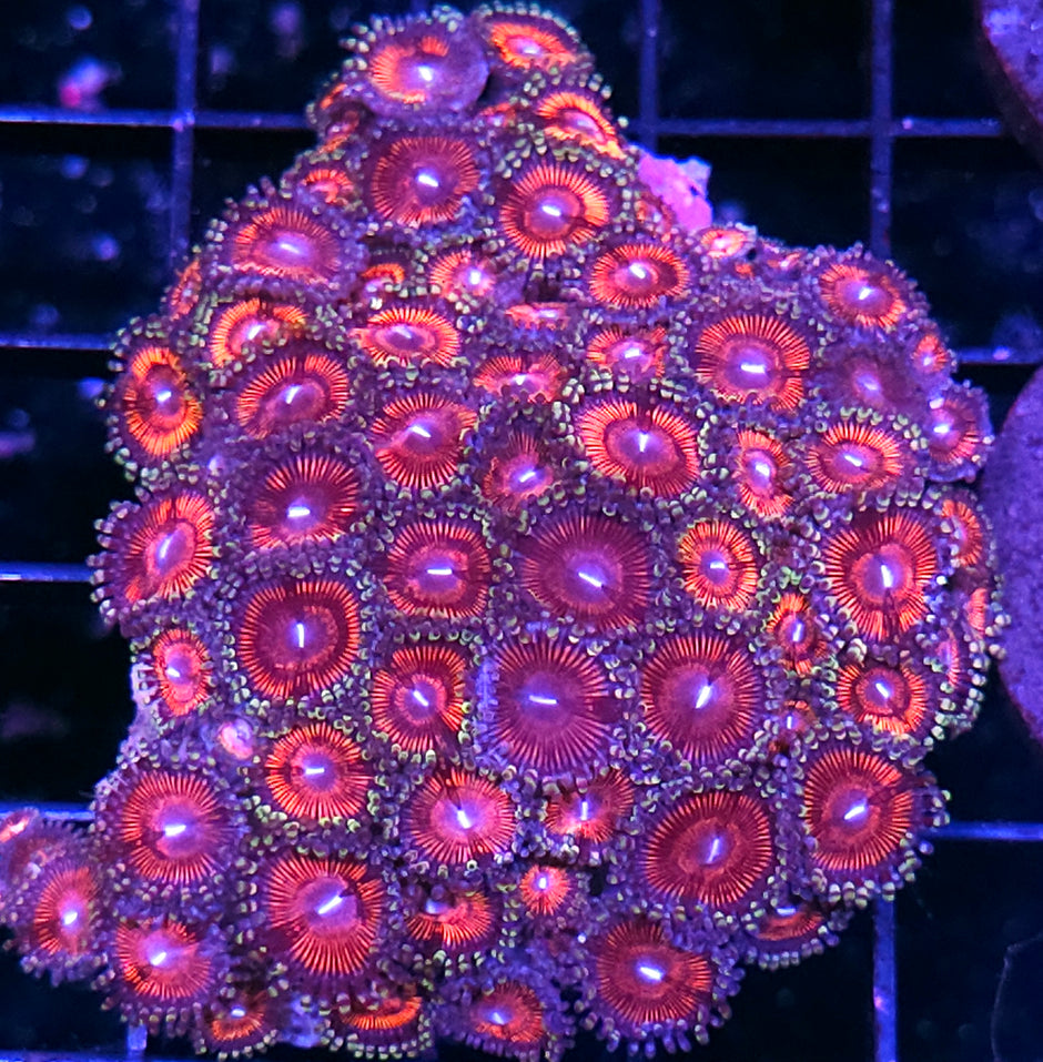 Devils Armor Zoa Colony
