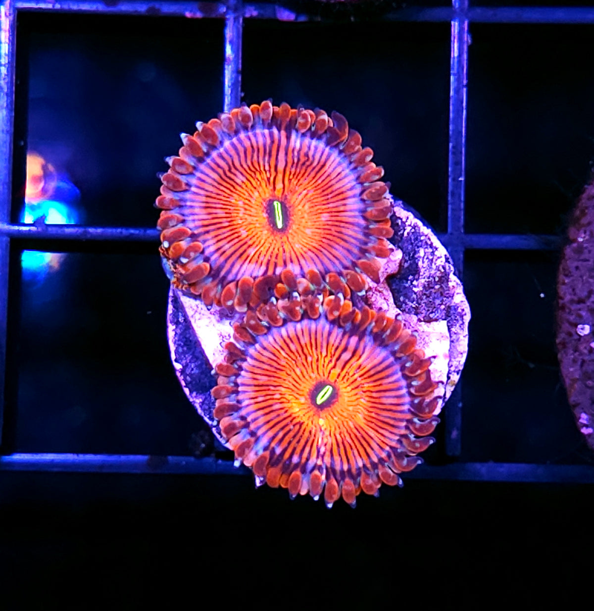 ECC Seduction Zoas