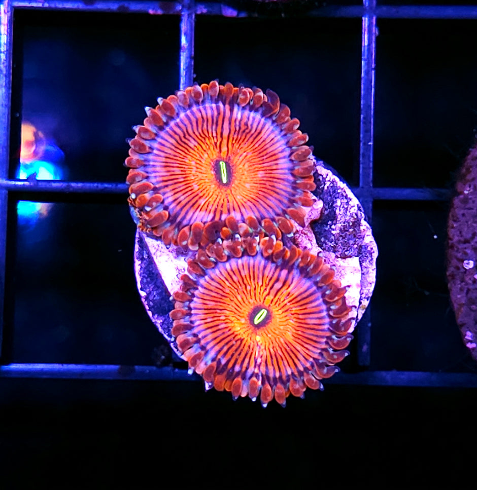 ECC Seduction Zoas