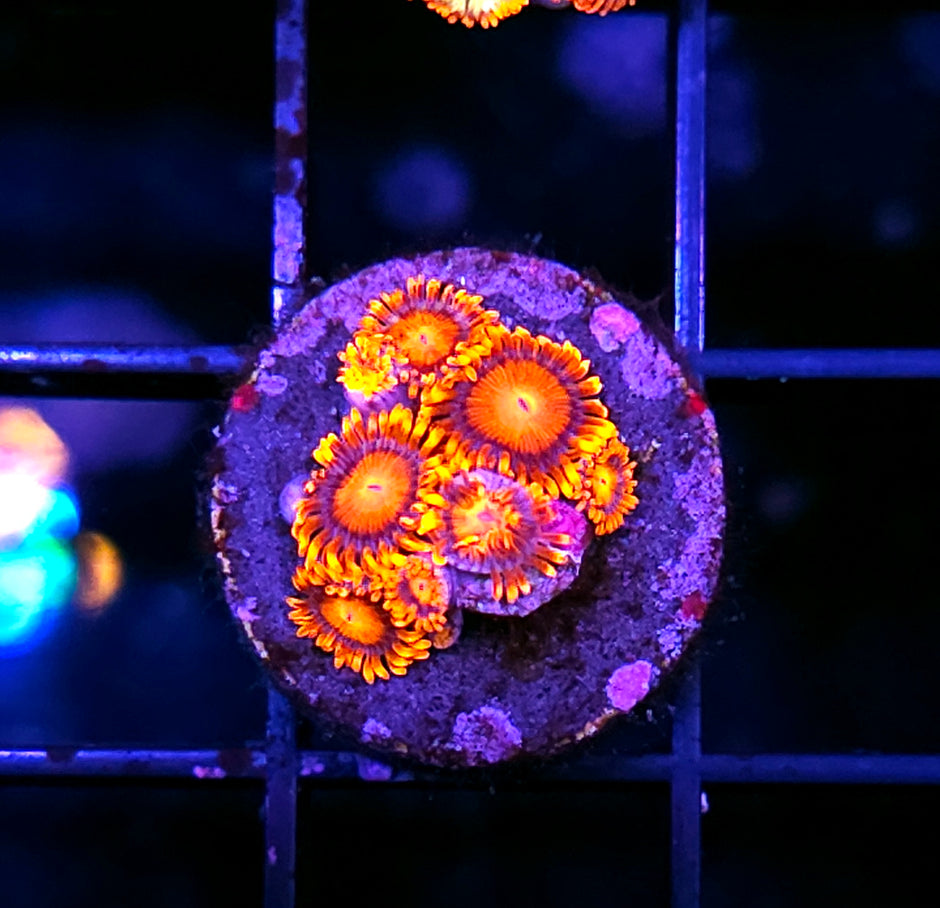 Orange Oxide Zoas