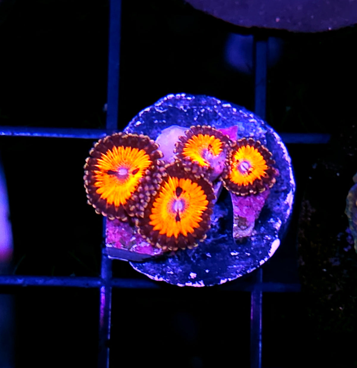 ECC Bow Tie Blaster Zoas