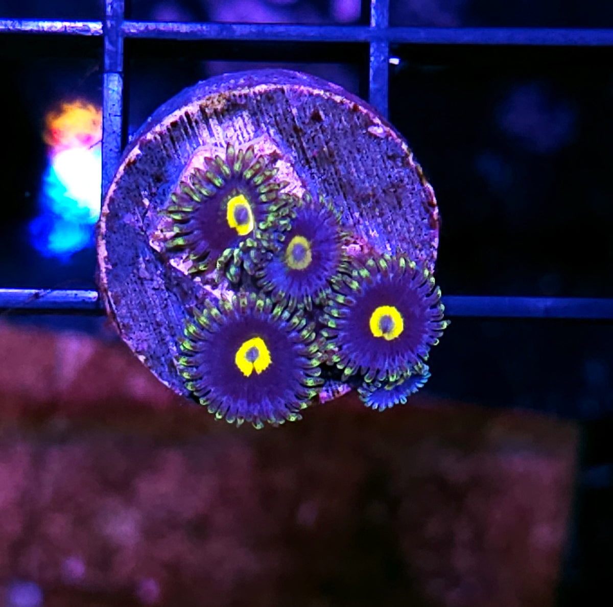 African Blue Steel Zoas