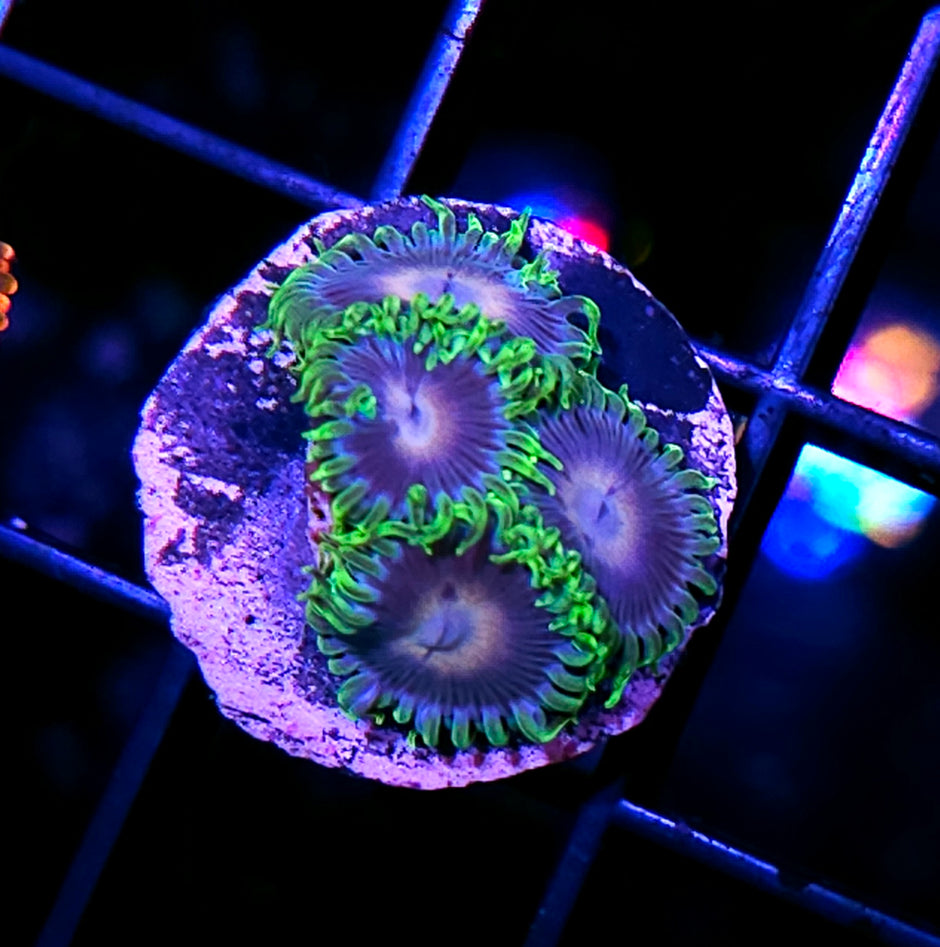ECC Verdant Grove Zoas