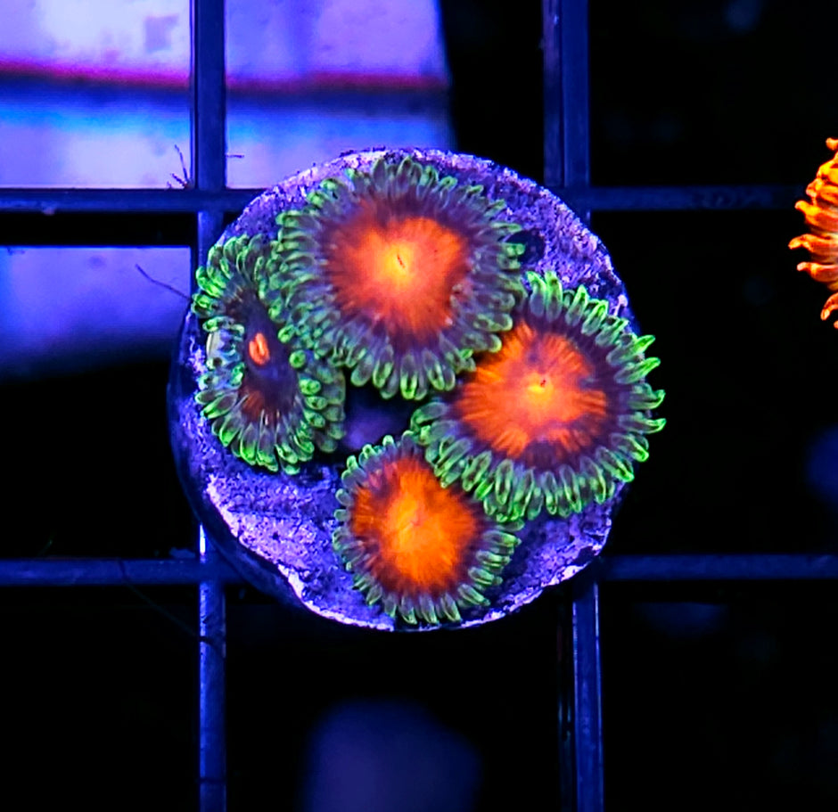 ECC Burn Willow Zoas