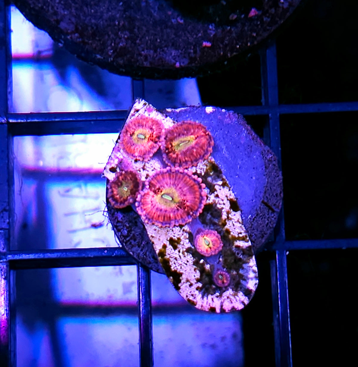 HF Playboy Zoas