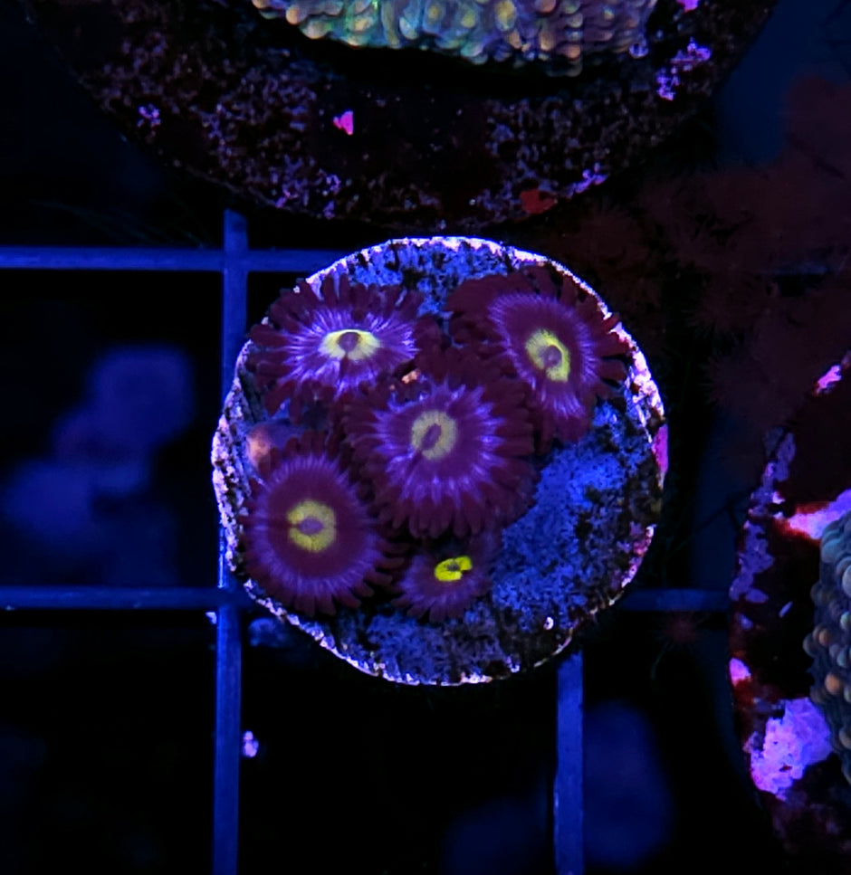 Umbreon Zoas