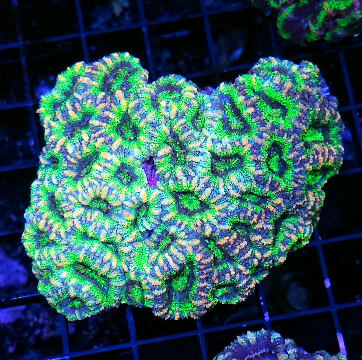 Saigon Emeralds Acan Colony