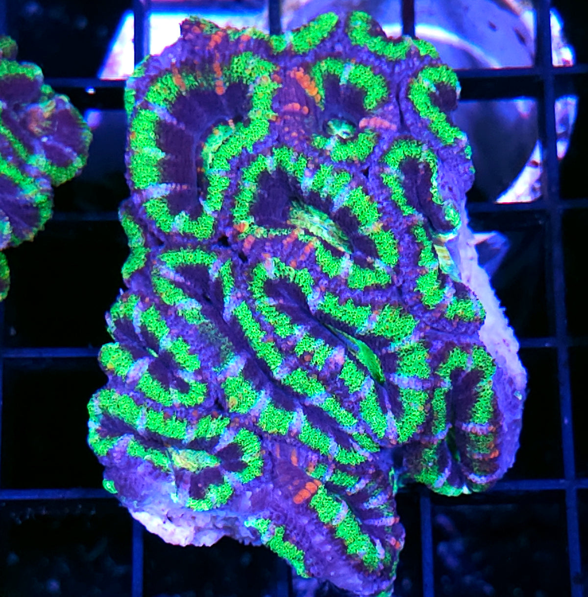 UFO Acan Colony