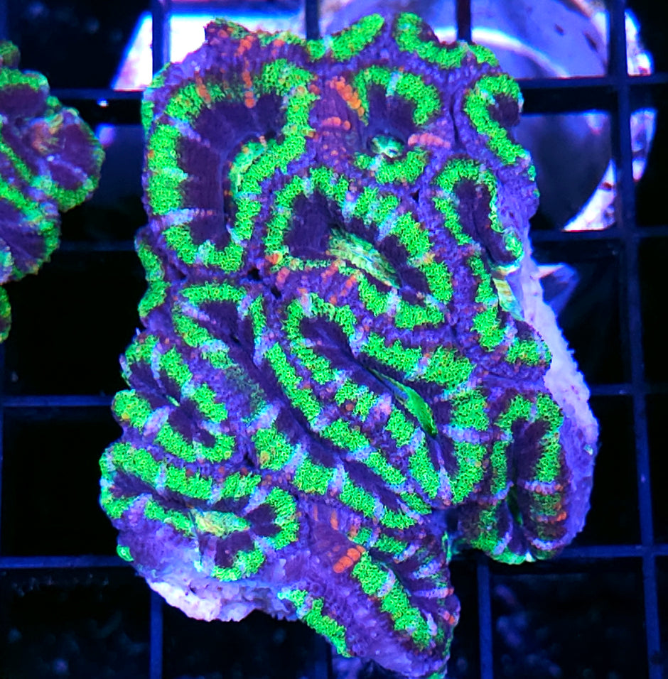 UFO Acan Colony
