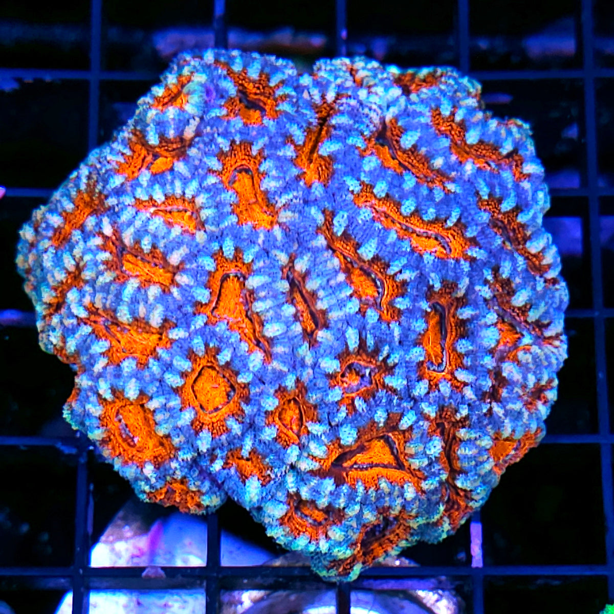 Zipper Fires Acan Colony