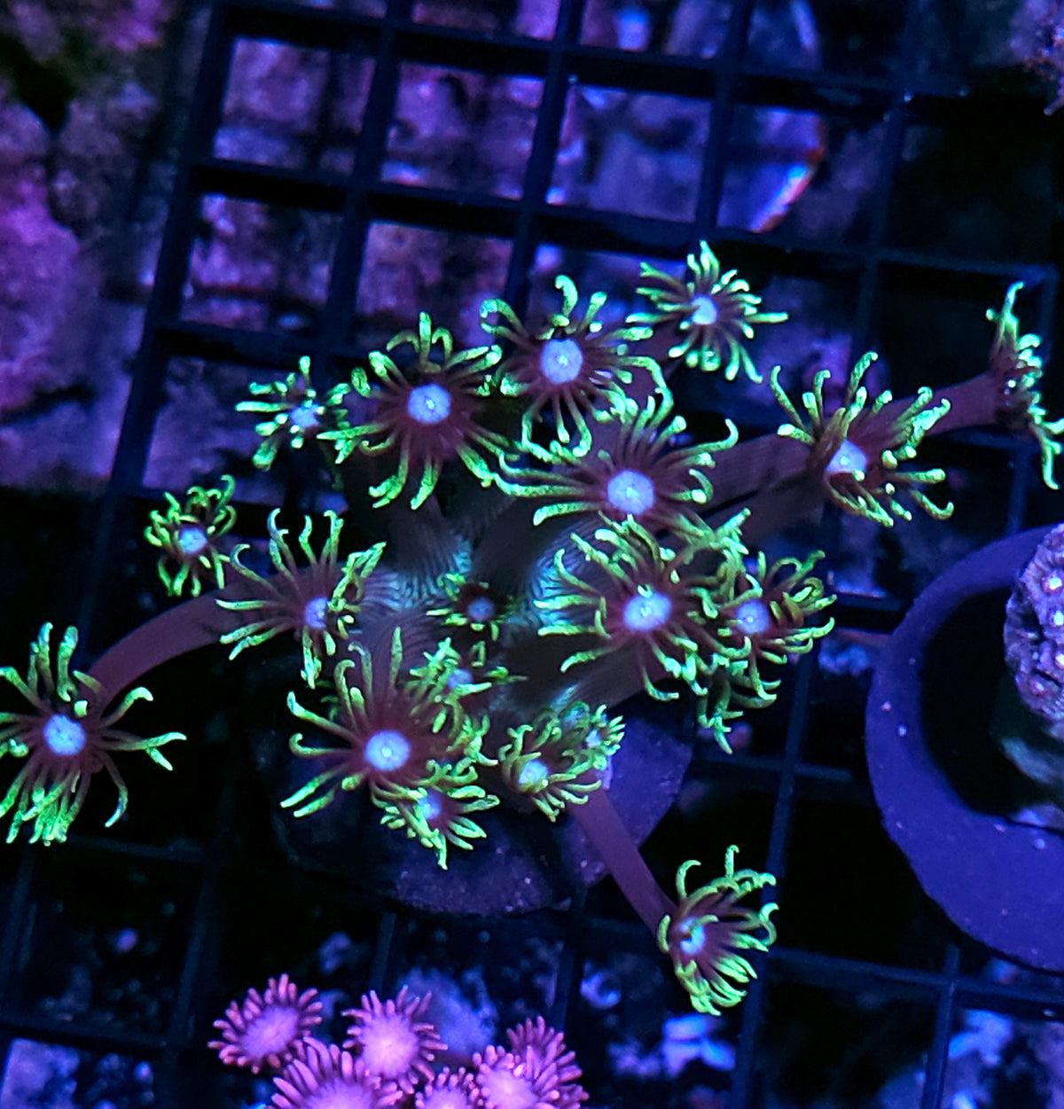 HF Cheerleader Goniopora