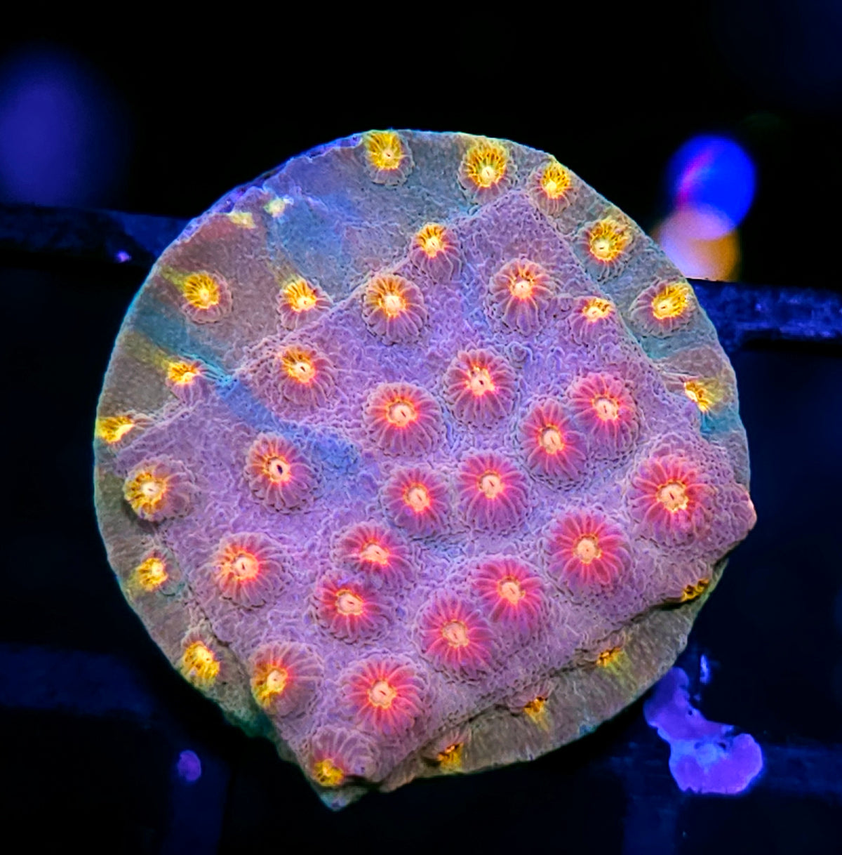 JF Buzzkill Cyphastrea