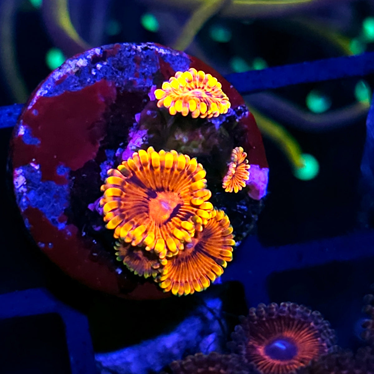 ECC Burning Embers Zoas