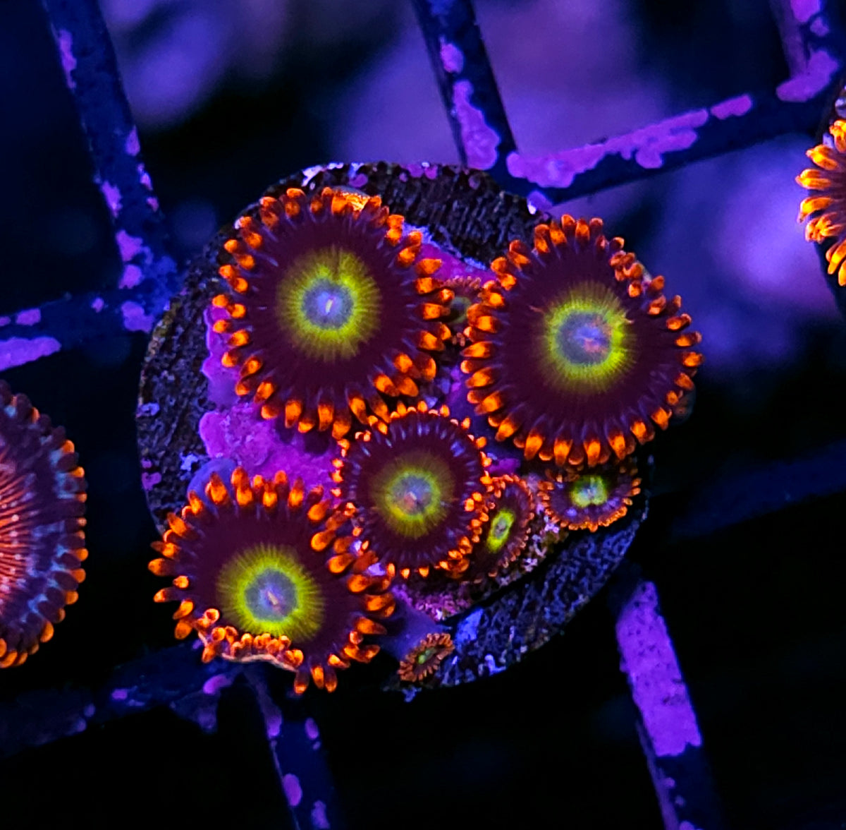 HF Kamikaze Zoas