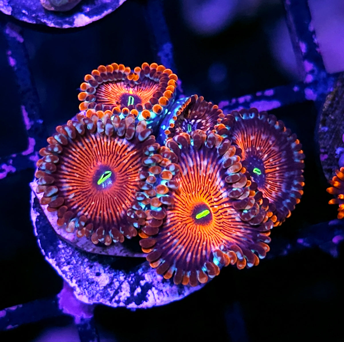 ECC Seduction Zoas