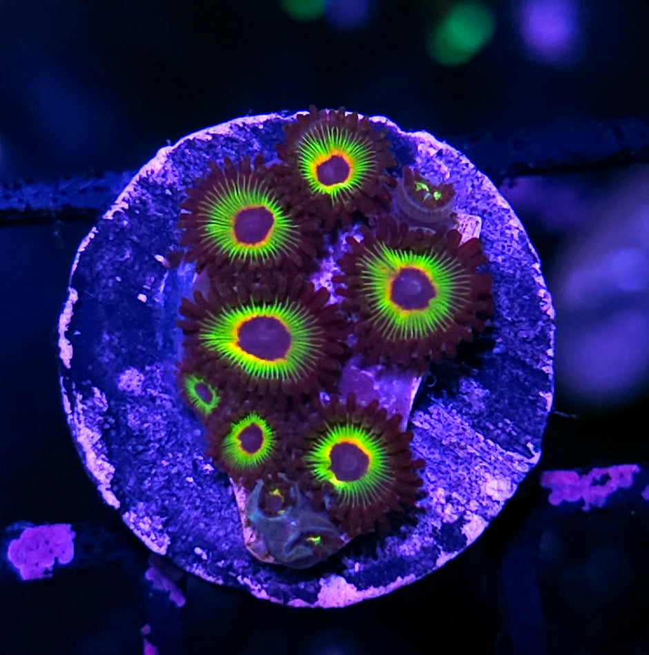 Bob Marley Zoas