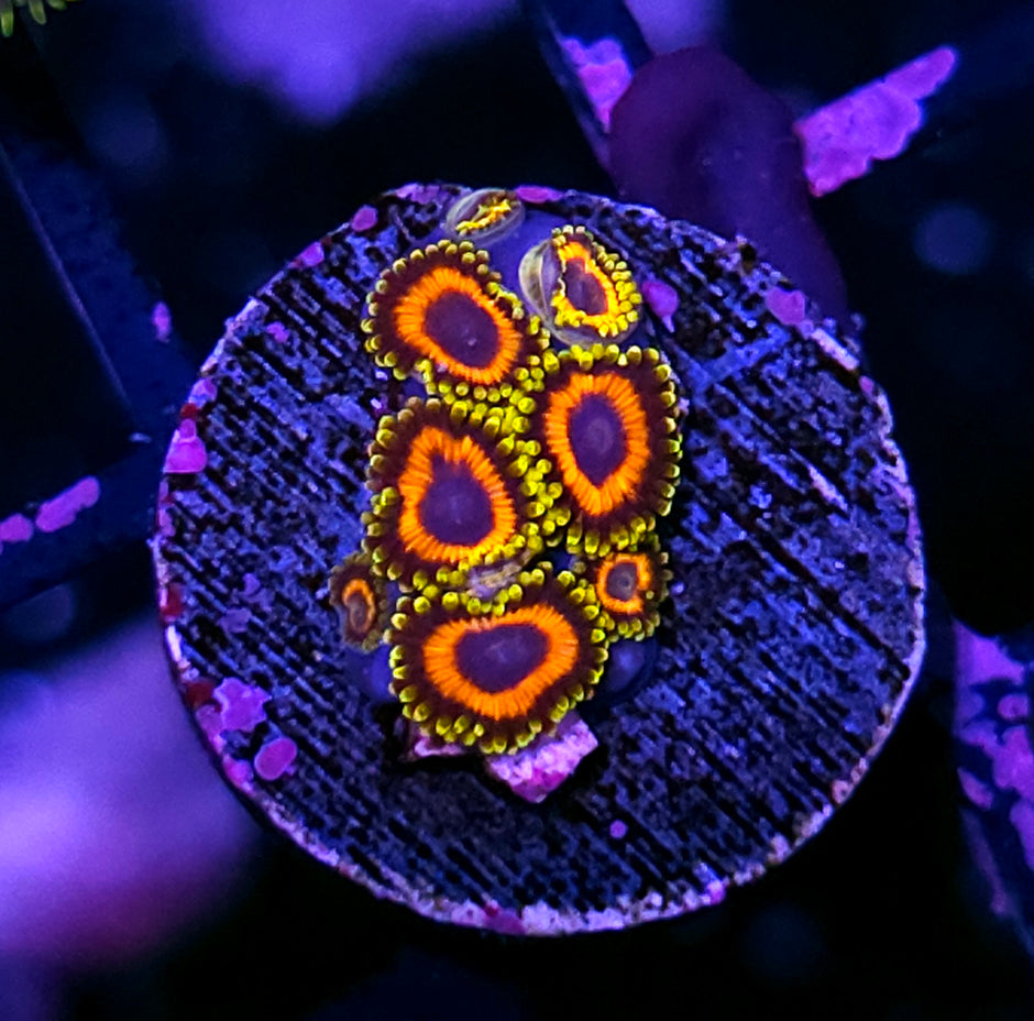 HF Owl Eye Zoas