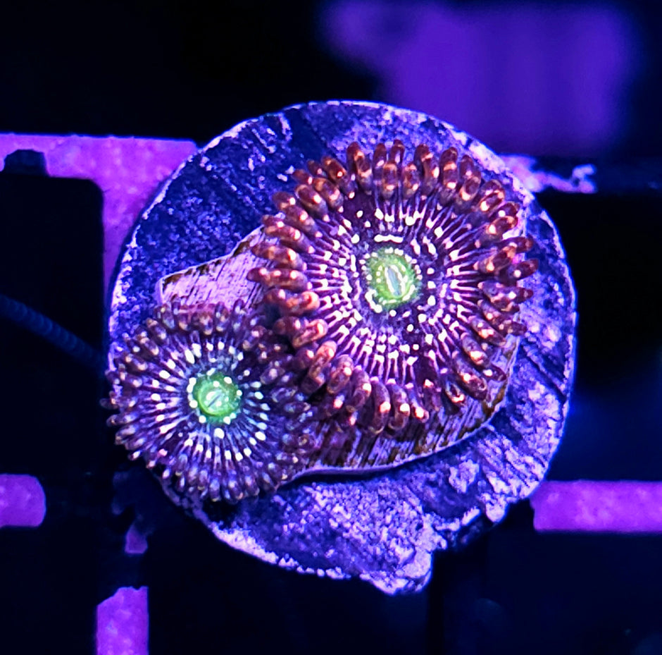 HF Snow Globe Zoas