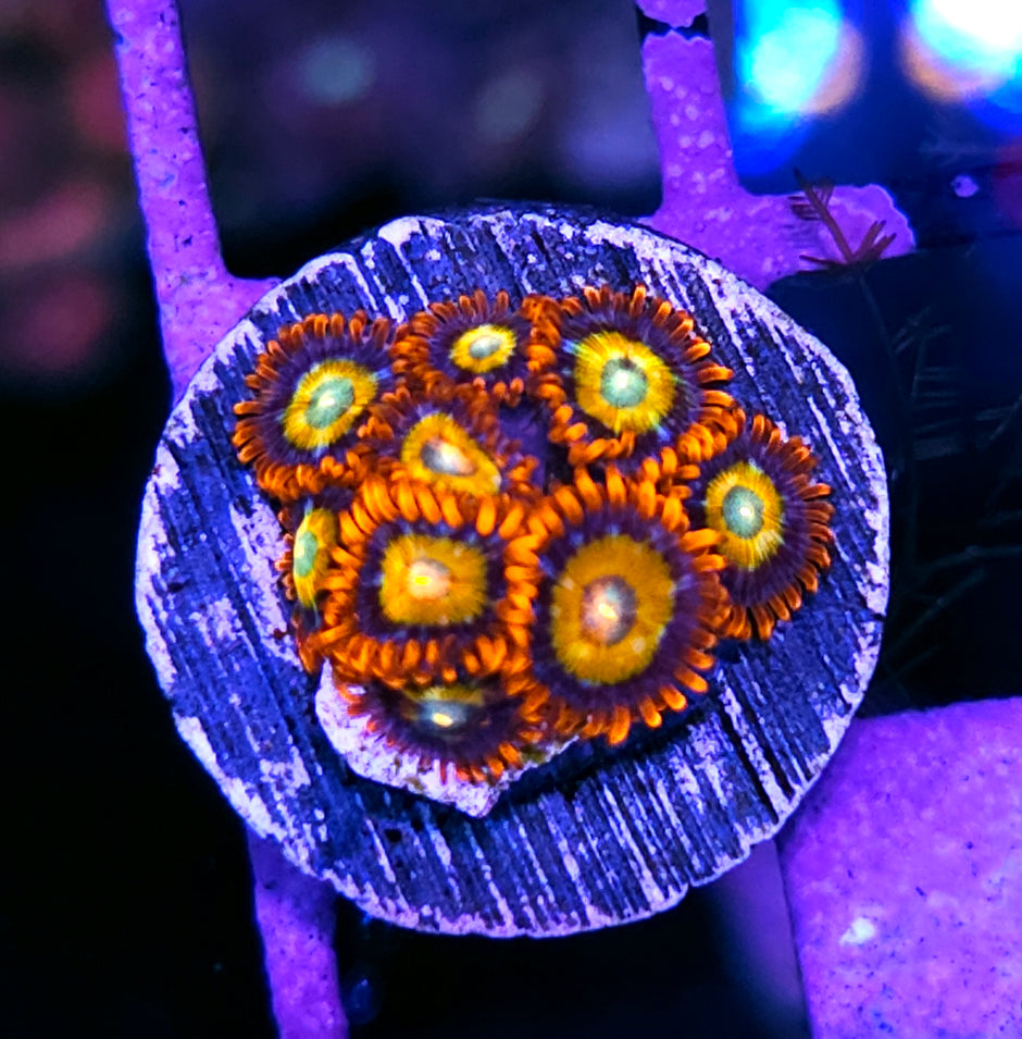Shatterfield Zoas