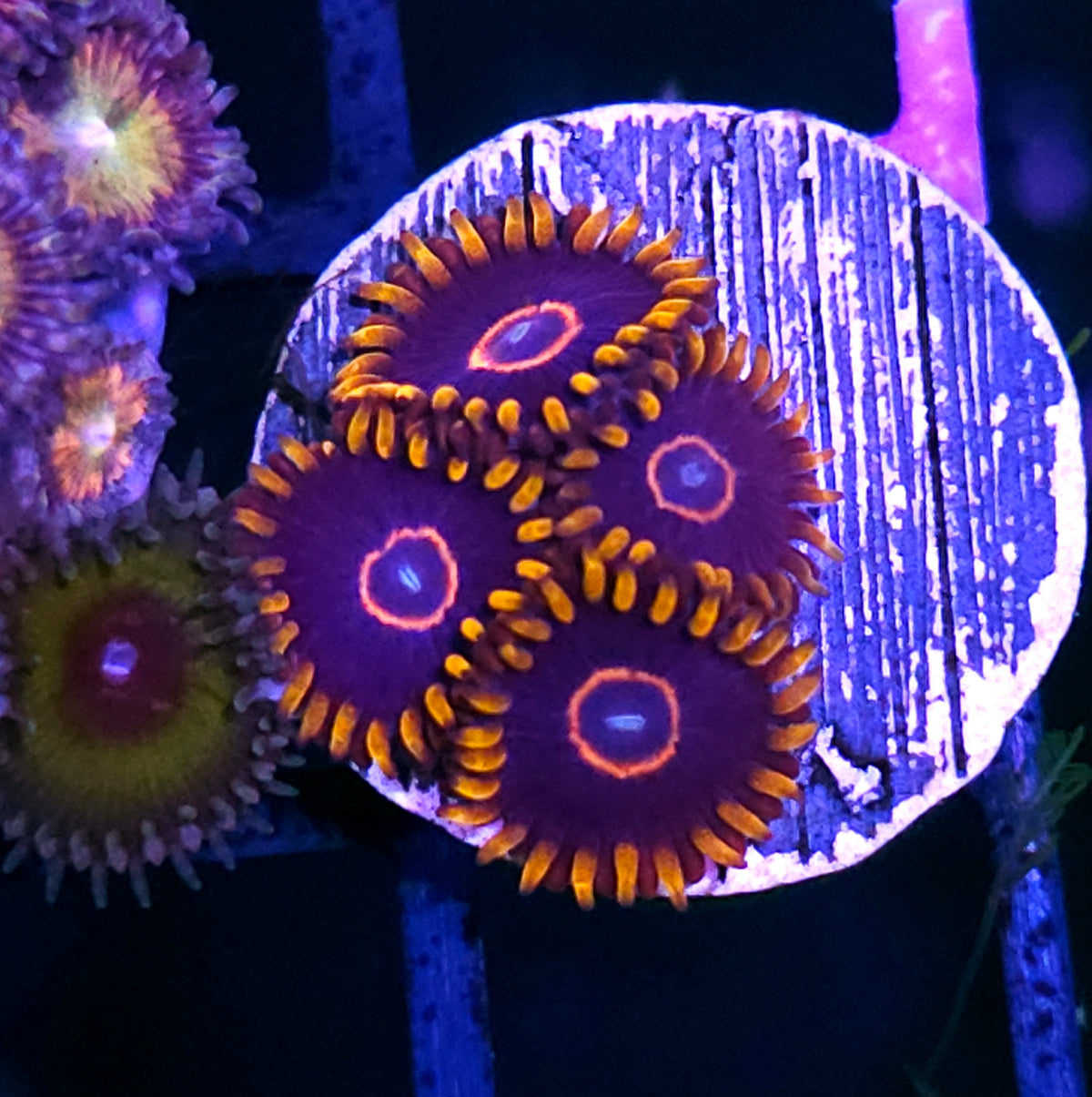 Red Hornet Zoas