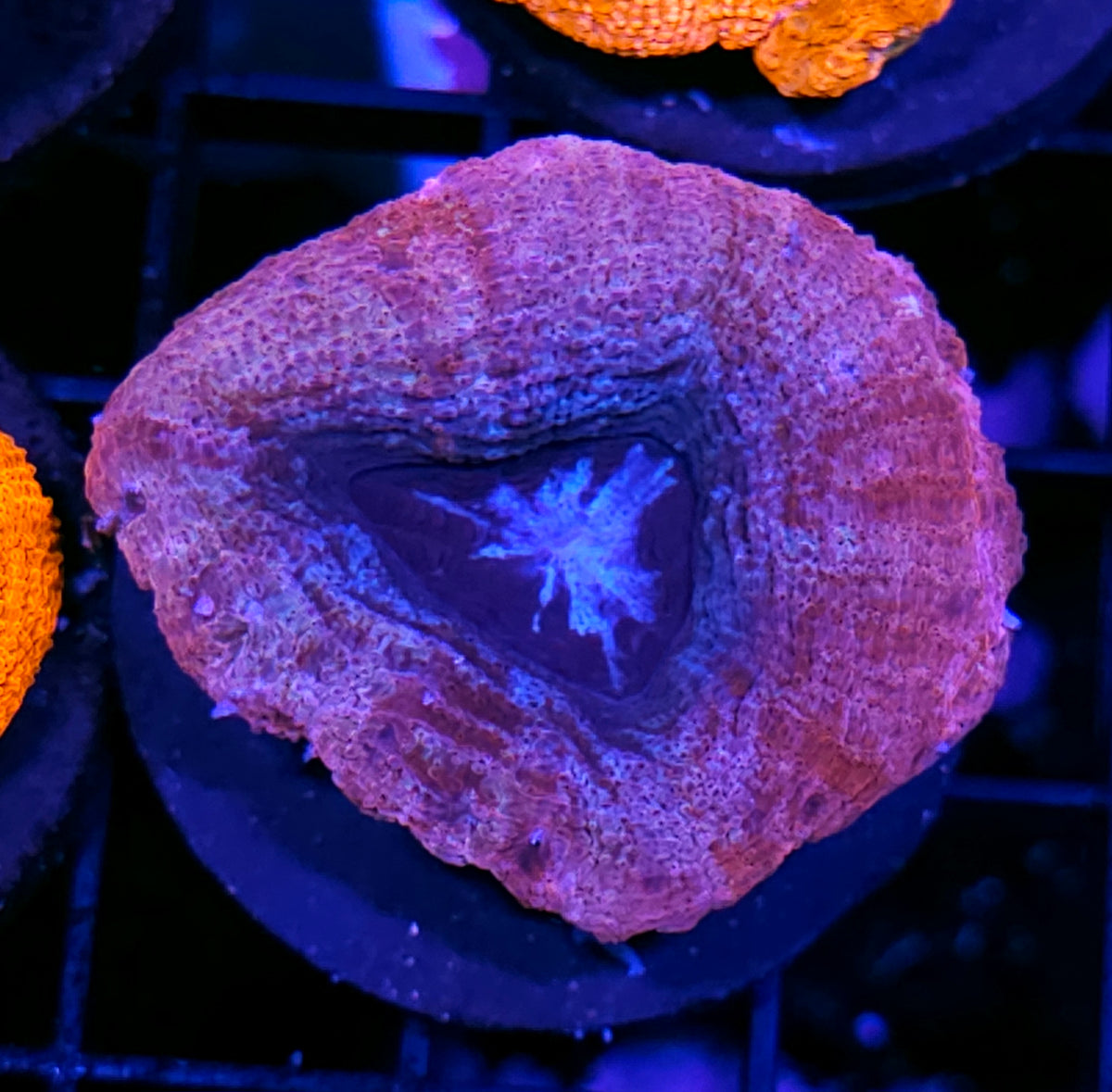Kiss of Death Bowerbanksi