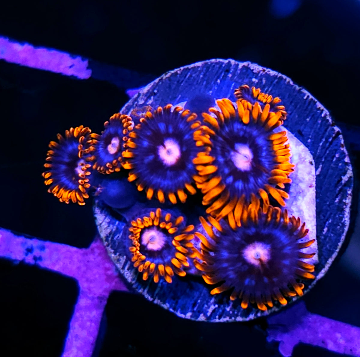 Clowning Around Zoas
