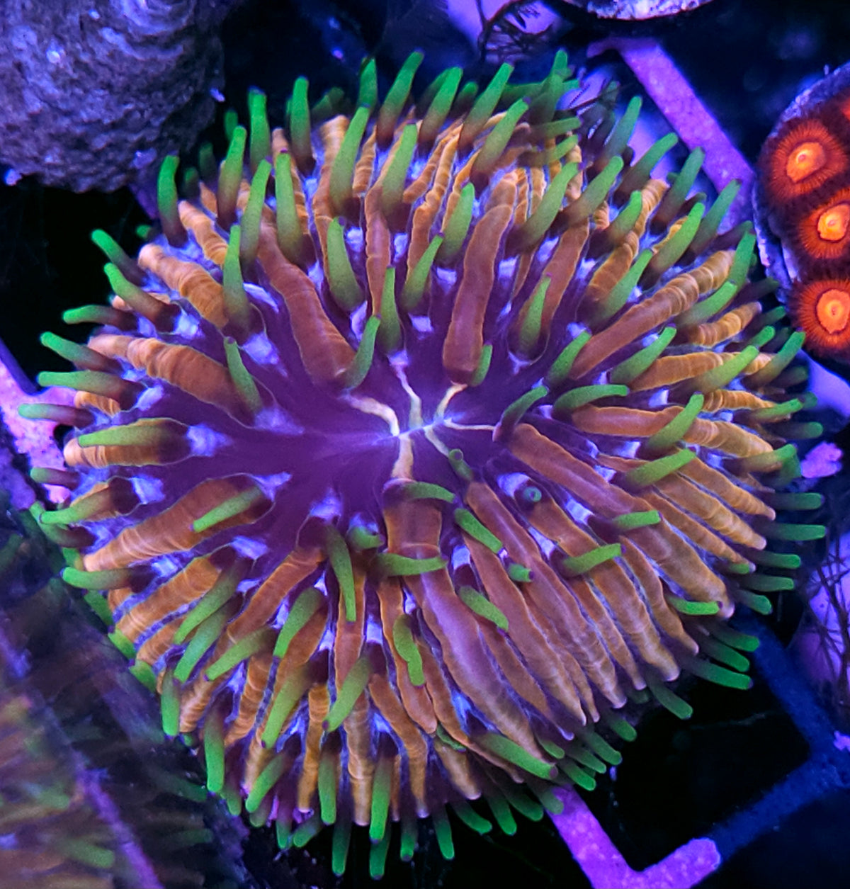 HF Baja Berserk Fungia Plate