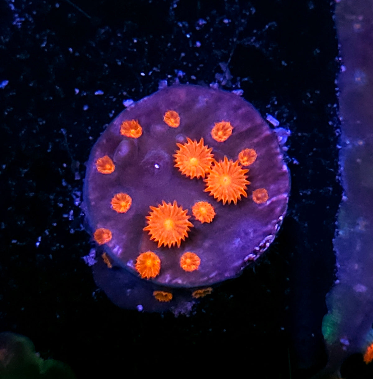 Snapshot Cyphastrea