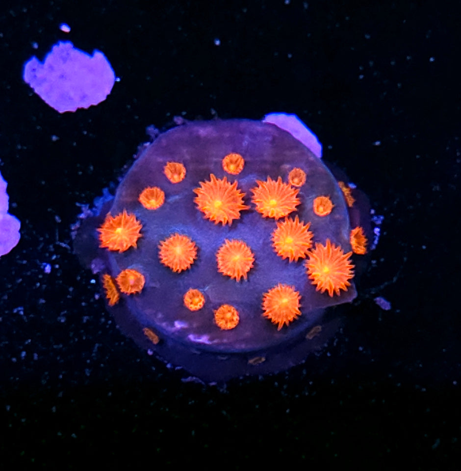 Snapshot Cyphastrea