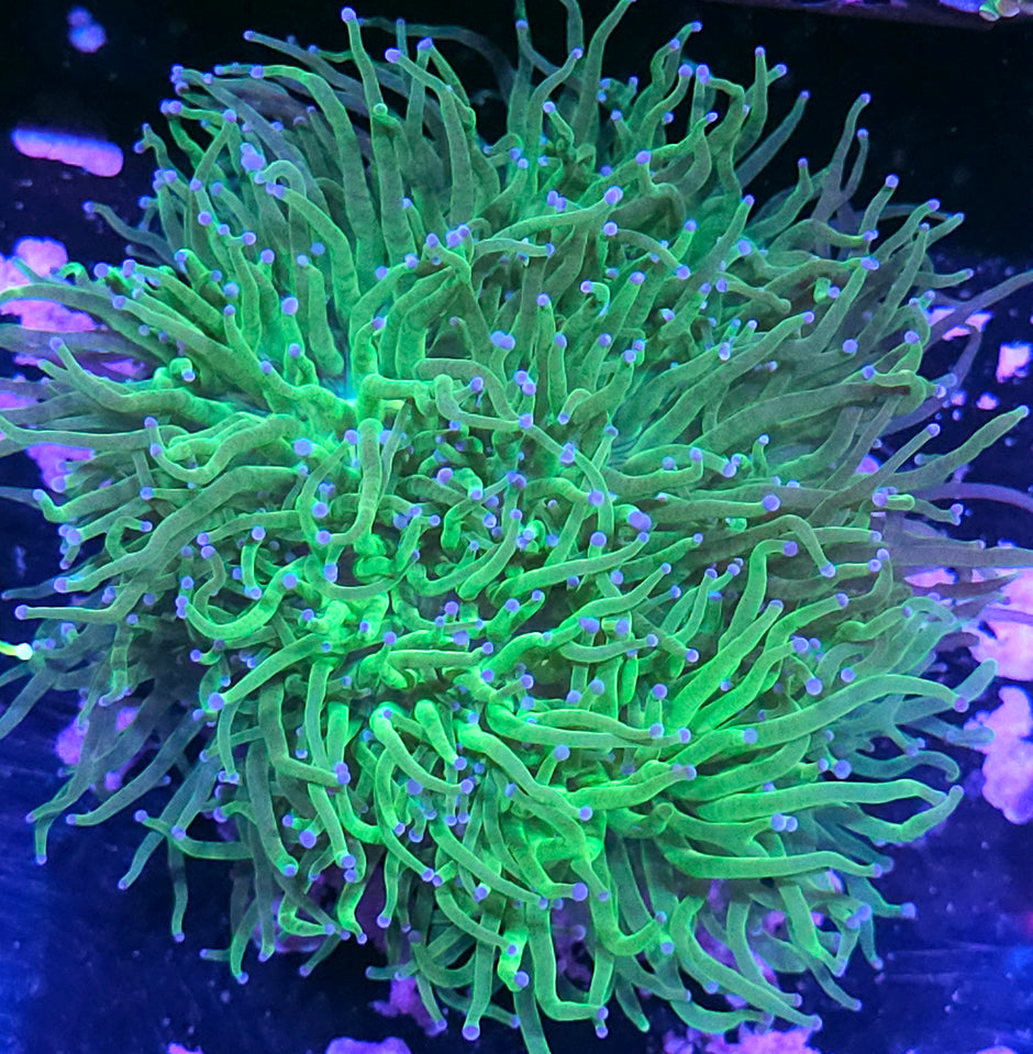 Approx 6-7 Head Cotton Candy Torch Colony