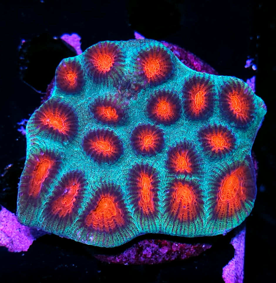 Krampus Favia Colony