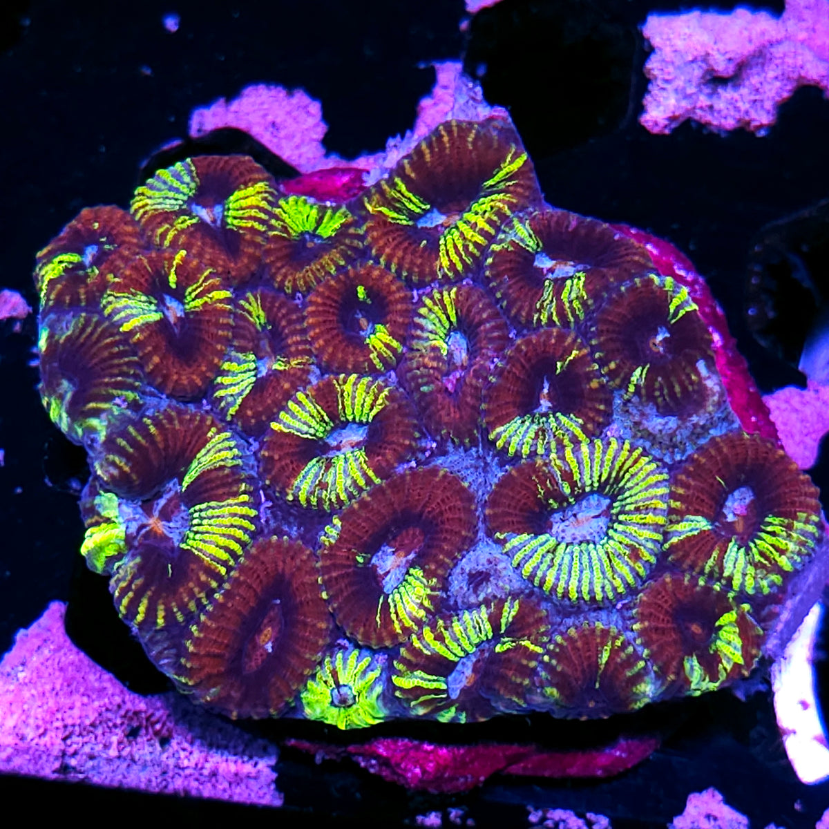 HF Beetlejuice Favia Colony
