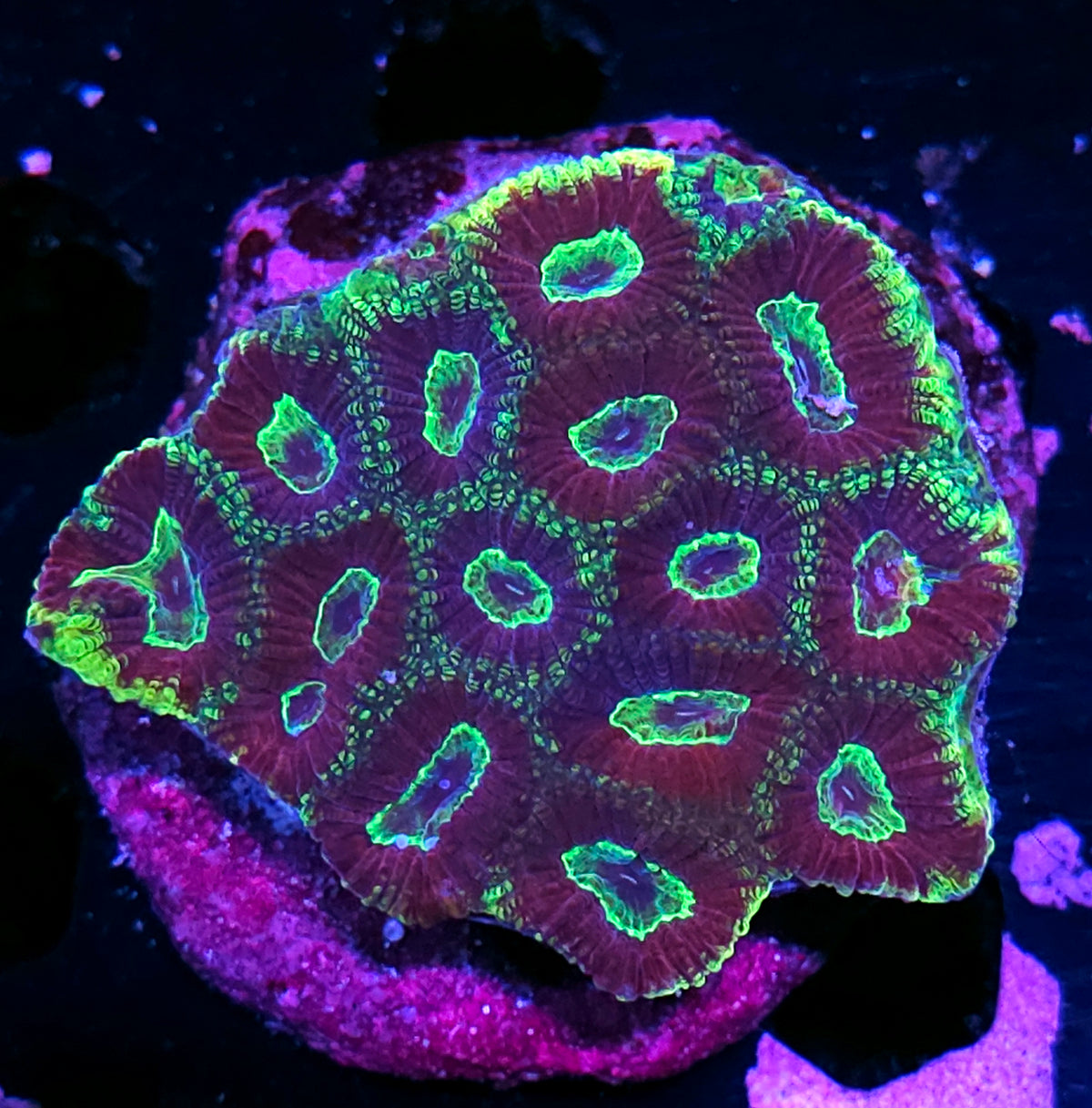Electrodes Favia Colony