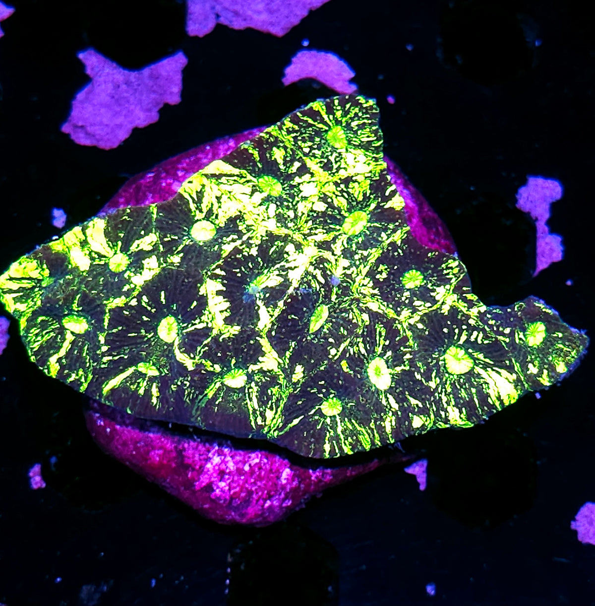 4" Toxic Spill Goniastrea Colony