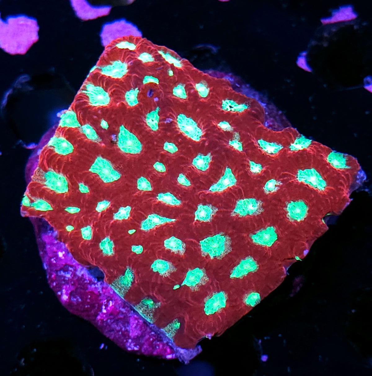 Rising Phoenix Favites Colony