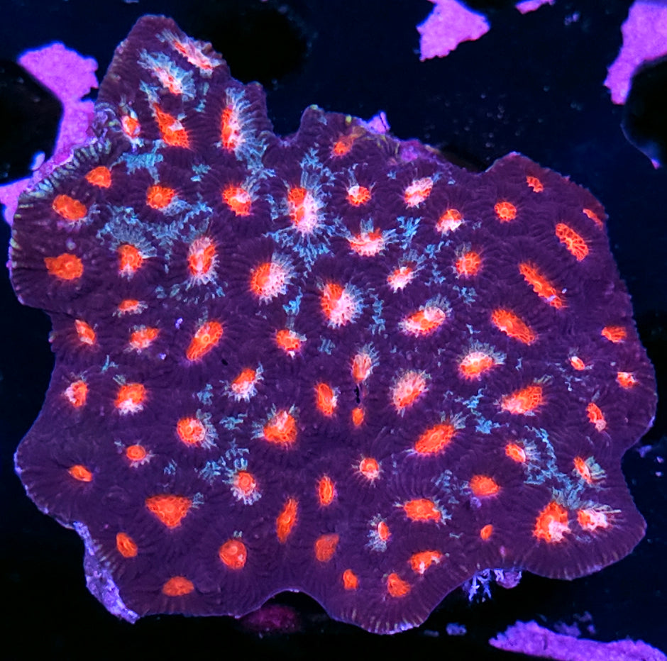 Wrath of Pompeii Favia Colony