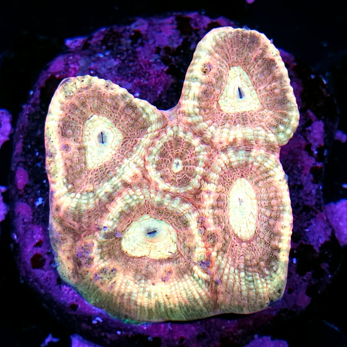 Heart Breaker Favia Colony