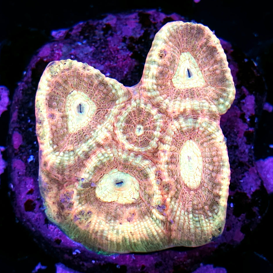 Heart Breaker Favia Colony