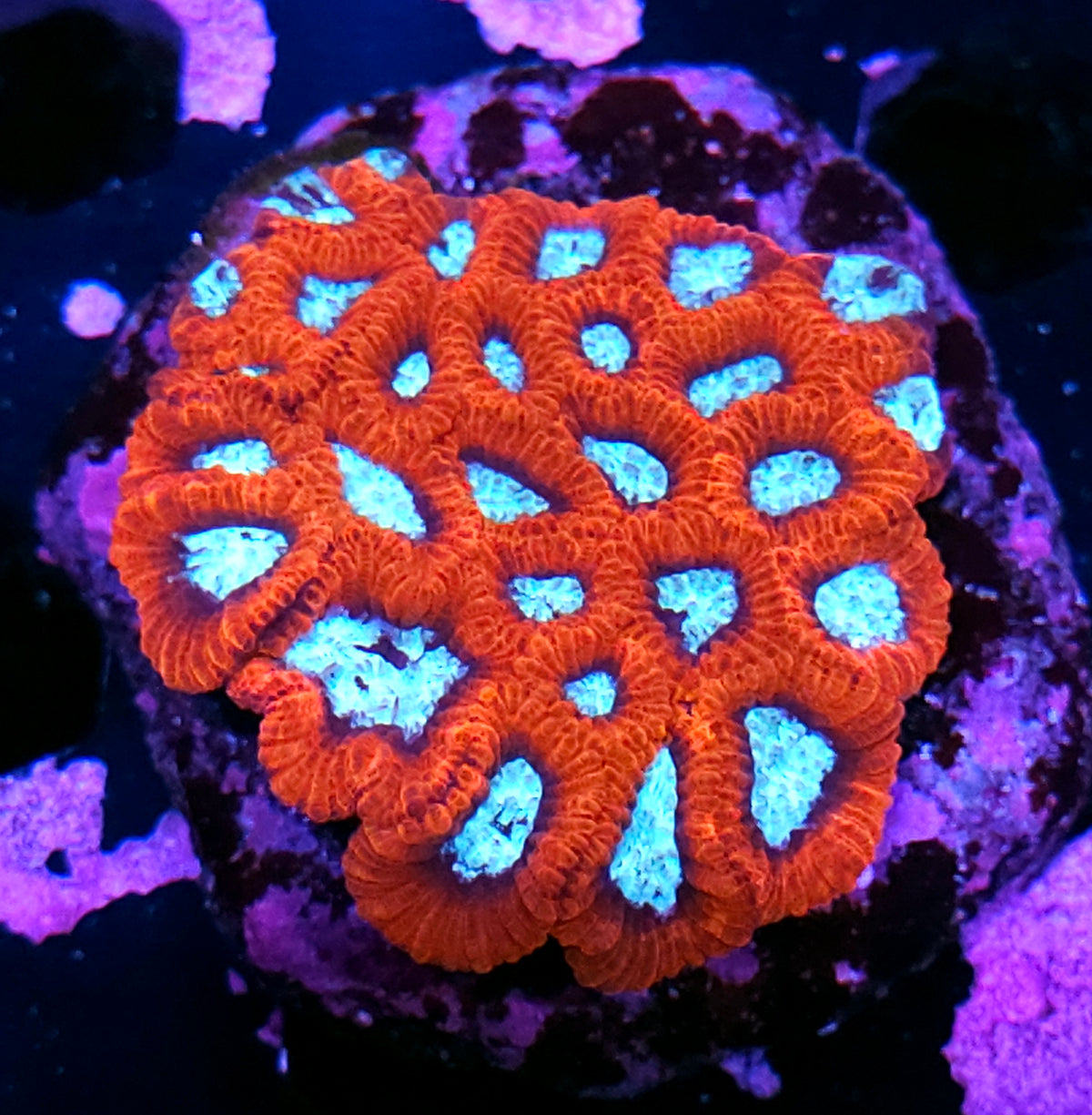 The Arsonist Micro Favia Colony