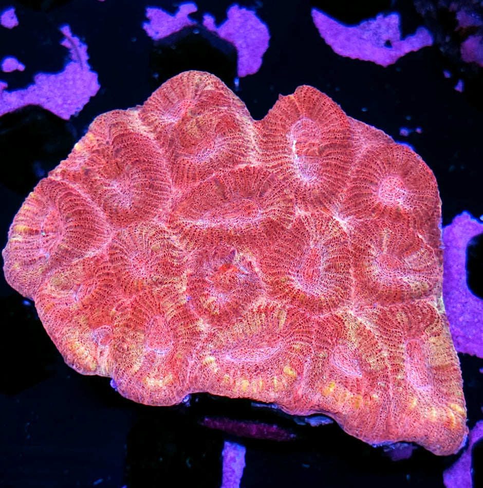 Golden Grapefruit Barabattoia Colony 🥵