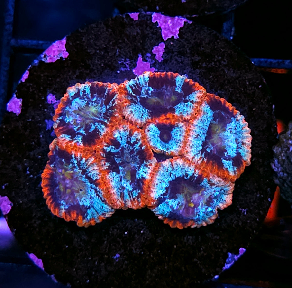 Stained Glass Micro Favia
