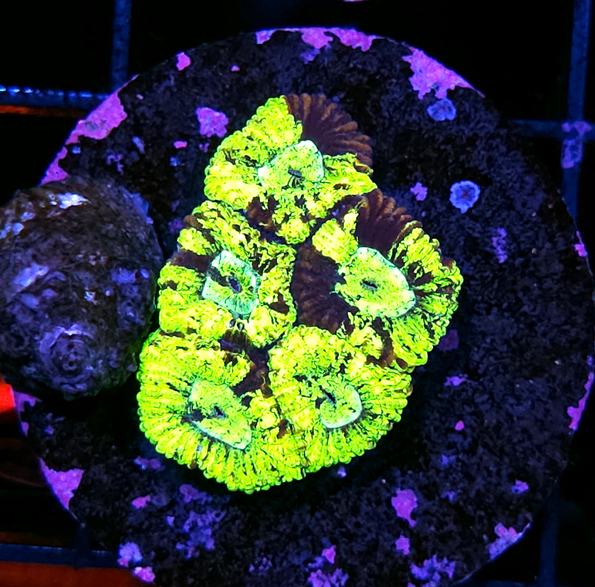Buzzsaw Micro Favia