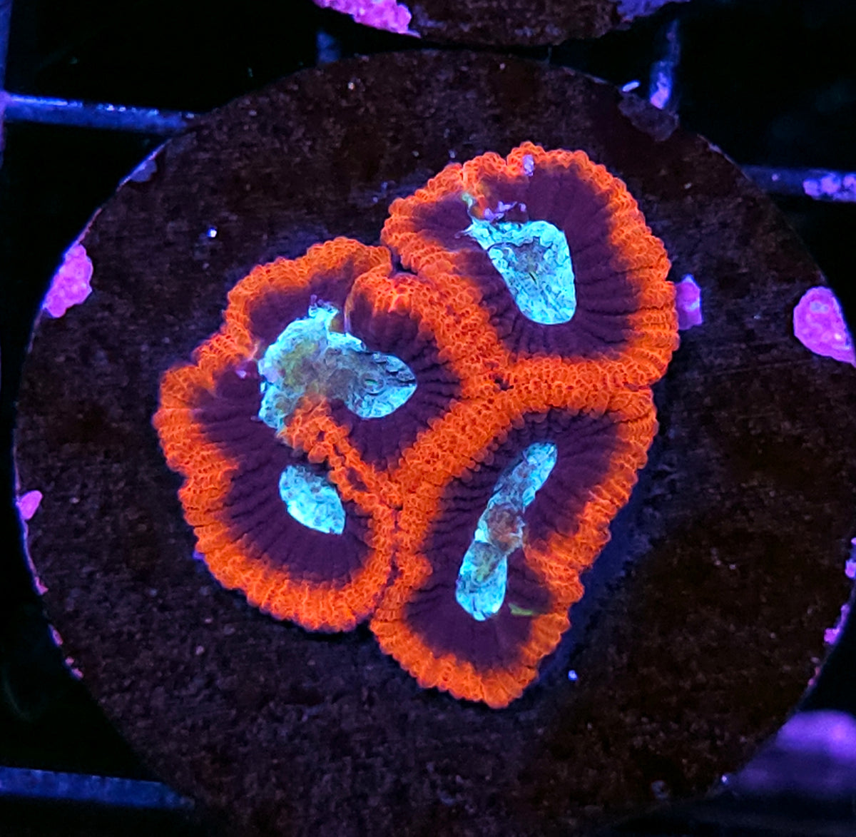 Ambush Micro Favia