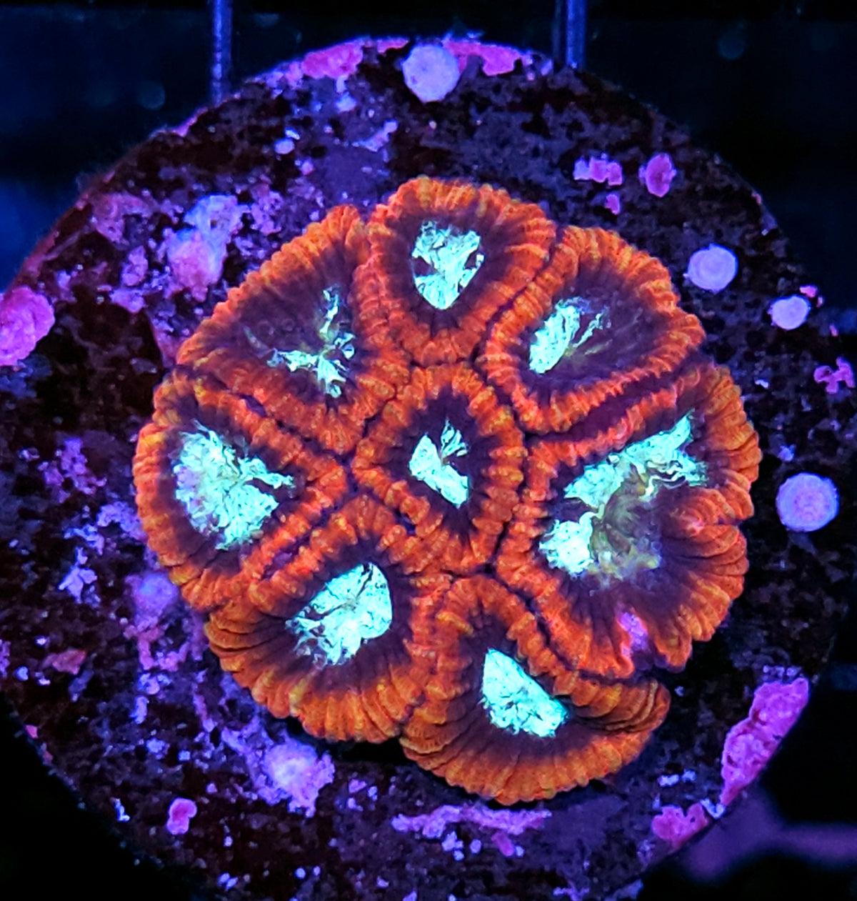 Warlock Micro Favia