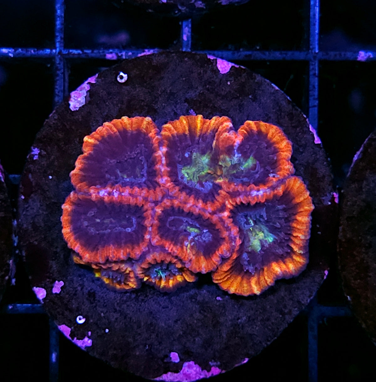 Demigod Micro Favia