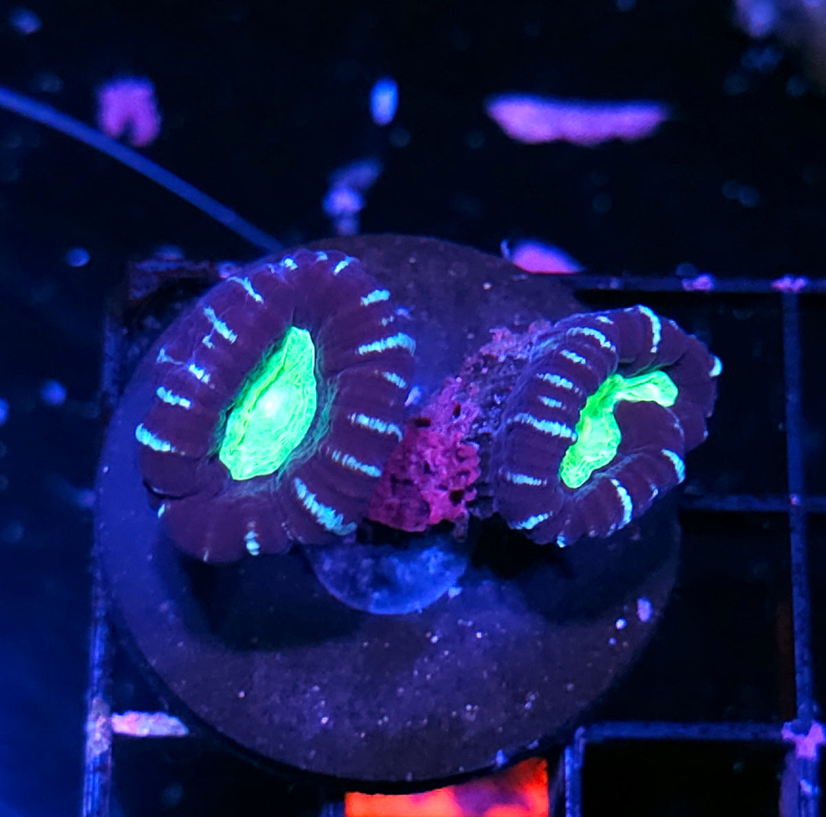 Toxic Eye Candy Cane