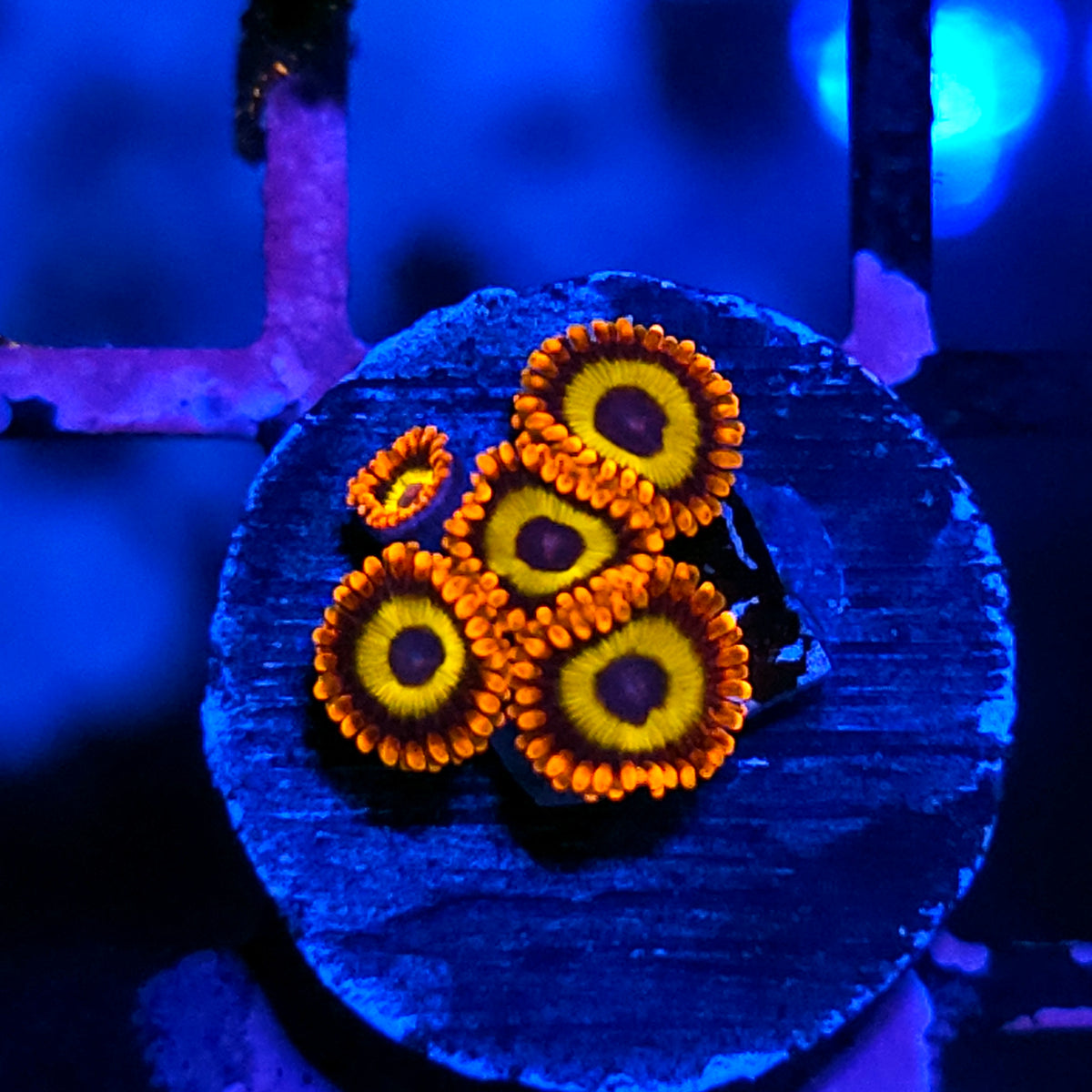 Fruit Loop Zoas