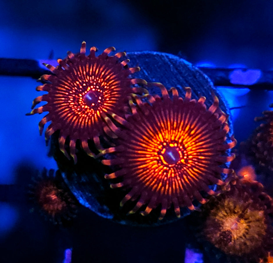 Nightcrawler Zoas