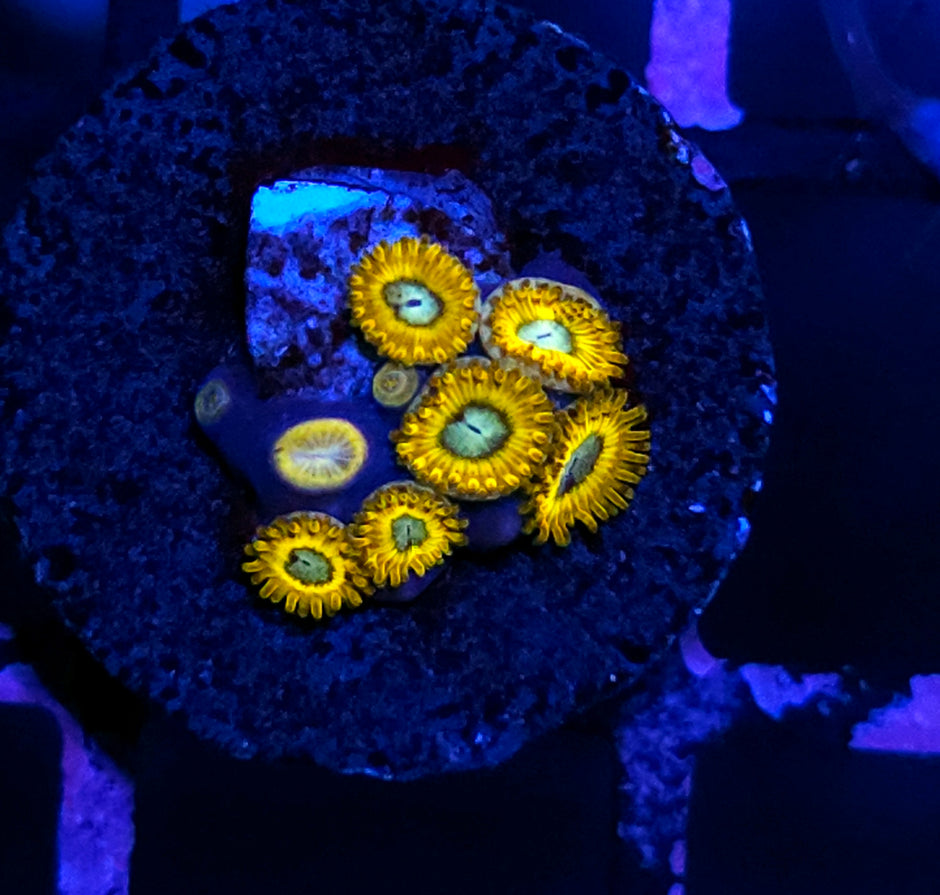 HF Pikachu Zoas